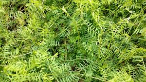 Bioadvanced Fungus Control For Lawns Temperature Broadleaf Weeds Home Garden Information Center