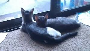 Bff S 4 Ever Cats Kitty Animals