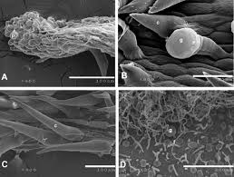 Image result for Vernonia karaguensis