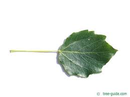 Image result for Populus ×  canescens