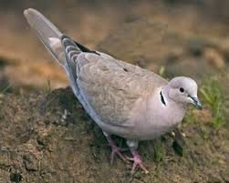 Bird On The Run Pittsburgh Eurasian Collard Dove Birds Doves Backyard Birds