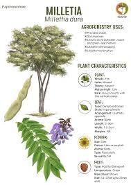 Image result for Millettia dura