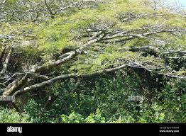 Image result for Albizia adianthifolia
