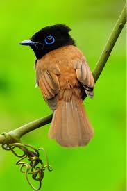 Bird On A Wire Movie Review Not Found Pretty Birds Colorful Birds Wild Birds