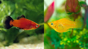 How To Tell If A Platy Fish Is Male Or Female?