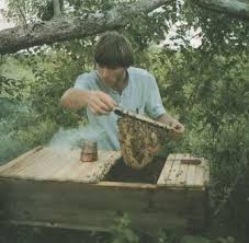 Ouverture D 39 Une Ruche Kenyane Dans La Region De Monbasa Kenya En 1985 Abeilles Apis Mellifera Andansoni Ruche Kenyane Ruche Abeille