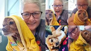 Local dog groomers for senior dogs