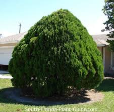 Does they need to be. Arborvitae Tree