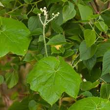 Image result for Sicyos