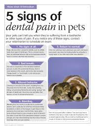 That means that our priority always is, always will be and always has been, the health and care of the. Pin On Pet Dental Care