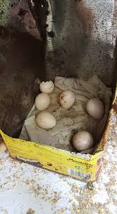 Berbeda dengan telur ayam, telur puyuh memiliki ukuran yang jauh lebih kecil. Ayam Serama Posts Facebook