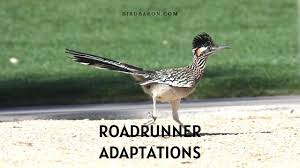 Roadrunner united was a project organized by the heavy metal record label roadrunner records to celebrate its 25th anniversary. Roadrunner Adaptations How Do They Survive Bird Baron