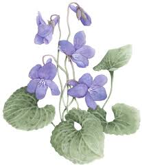 Sweet Violets Botanical Drawings Flower Painting Botanical Illustration