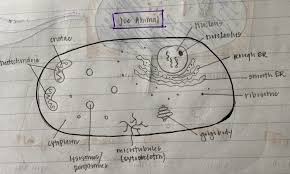 Check spelling or type a new query. Animal Cell Drawing Cell Biology By Sauro