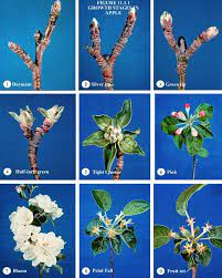 A copper fungicide may be applied before and after bloom to reduce bacterial inoculum on the exterior of twigs and spurs. Organic Sulfur Spray And Early Spring Management Philadelphia Orchard Project