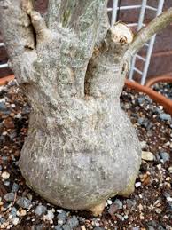 Image result for Cibirhiza