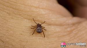 En caso de que todos esto no de resultado y tu mascota siga con pulgas, la única solución será contratar a un fumigador para que aplique producto fumigador que elimine las pulgas en tu casa. Como Saber Si Hay Pulgas En Casa Comosaber Online