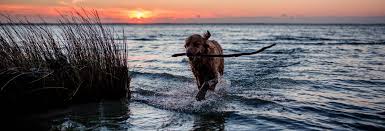 That's why shore details offers several pet friendly outer banks vacation homes. Pet Friendly Vacation Rentals Outer Banks Vacation Rentals
