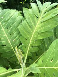 Image result for Bocconia