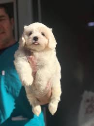 Sifir Beden Maltese Terrier Yavrular Sifir Beden Maltese Terrier Yavrular Kopek Kopekseverler Kopeksahiplendirme Kopekyavru Pug Evcil Hayvanlar Kopek
