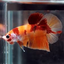 Live Betta Fish Fancy Nemo Koi Halfmoon Plakat Hmpk Male 417 Betta Betta Fish Live Fish For Sale