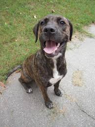 Black And Tan Plott Hound Lab Mix Plotthound Photo Happy Plott Hound Dog Photo And Wallpaper Beautiful Happy Plott Hound Plott Hound Hound Puppies Plott Hound Puppy