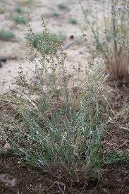 Image result for Silene burchellii