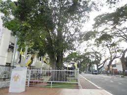 Dataran vespa pořízené členy webu tripadvisor. Oldest Rubber Tree Kuala Kangsar Destimap Destinations On Map