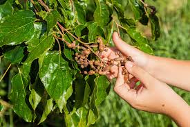 Image result for Hovenia