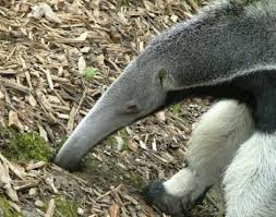 Anteater Hayvan Hayvanlar Ormanlar