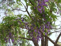 Image result for Bolusanthus