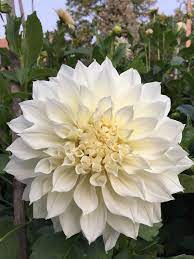 Clay white round dinner plate, for home ₹ 60/piece. Dahlia Fleurel September Flowers Flower Farm August Flowers