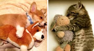 Je reageert onder je wordpress.com account. 16 Foto S Van Schattige Dieren Die Gewoon Niet In Slaap Kunnen Vallen Zonder Hun Favoriete Knuffelbeest Bekijkdezevideo Nl