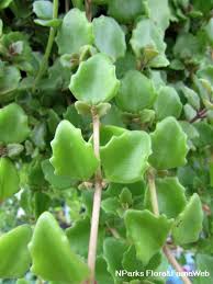 Is the plectranthus coleoides variegata a proven winner? Plectranthus Prostratus Gurke