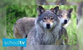 Kleurplaten dieren moeilijk sommige volwassen kleurplaat alfabet. Jeugdbieb