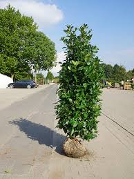 We can help find individual or family insurance. Kirschlorbeer Etna 160 180 Cm Premium Ballenware Pflanzen Janssen Gmbh