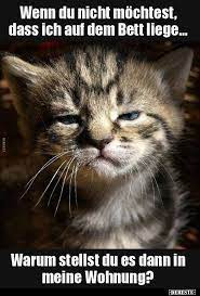 wenn du nicht mochtest dass ich auf dem bett liege lustige bilder spruche witze echt lustig katzen lustige spruche katzen zitate katze lustig