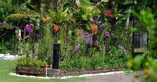 Mentadak orkid boleh berubah warna mengikut hari bergantung kepada kondisi cahaya dan faktor kelembapan sekeliling. Gambar Ini Rahsia Orkid Di Laman Jadi Mabuk Bunga Impiana