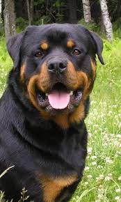 Rottweilers Dog Wallpapers Dog Breeds Rottweiler Lovers Rottweiler Dog