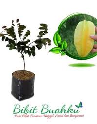 Agen jual bibit tanaman buah lengkap unggul menerima pesanan aneka jenis bibit buah dengan harga murah. Pin Di Pertanian Rumah