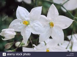 Effetti pronti per le foto: Solanum Laxum Album Agm Patata Vitigno Close Up Di Fiori Bianchi Con Centro Giallo Sulla Pianta Rampicante Foto Stock Alamy