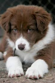 Border Collie Australian Shepherd Mix Black And Brown Chocolate Brown Border Collie Puppy Cute Puppies Cute Animals Cute Baby Animals