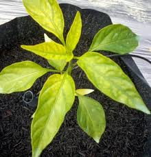 Check spelling or type a new query. Faris G Author At Hijau Khidir