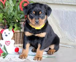 Australian shepherd rottweiler mix puppies for sale. Rottweiler Mix Puppies For Sale Puppy Adoption Keystone Puppies