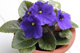 Get the best deals on african violet houseplants. How To Care For African Violets