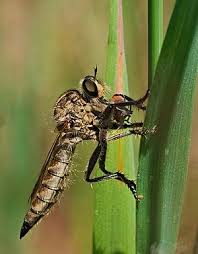 Balance ton post replay en streaming; Commons Featured Picture Candidates Log March 2019 Wikimedia Commons