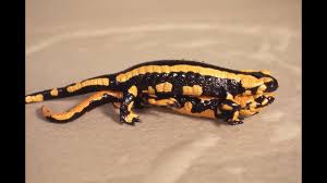 Image result for Chamaeclitandra