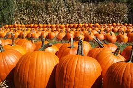 Image result for pumpkins