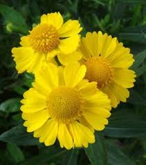 Helenium Kanaria Planting Bulbs Flower Identification Herbaceous Perennials