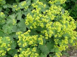 Image result for Alchemilla johnstonii